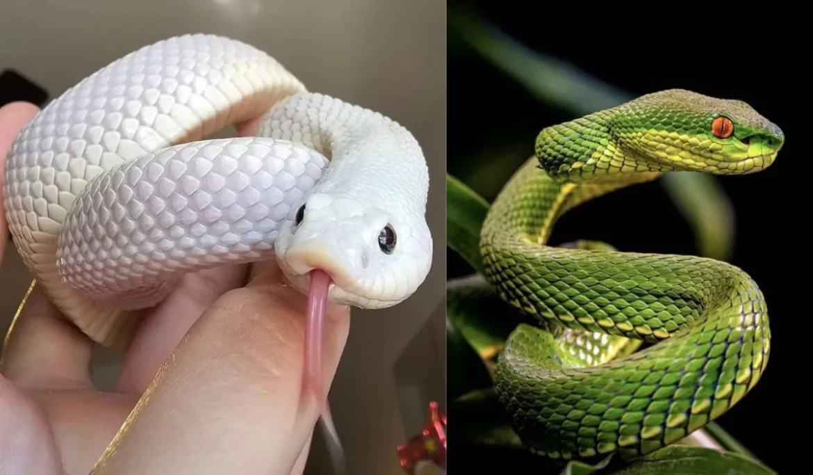 Snake Dreams Meaning