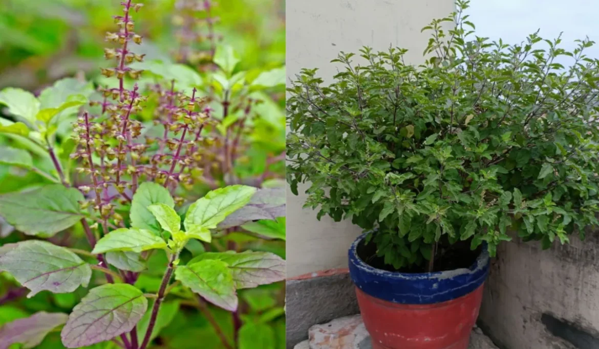 Winter Tulsi Care Tips