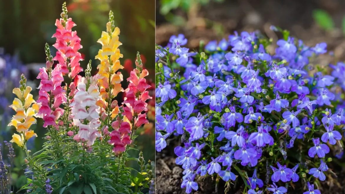 5 Beautiful Flowers for Garden