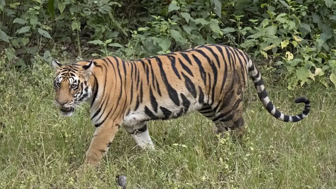 Tiger
