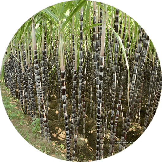 Sugarcane & Cash Crops