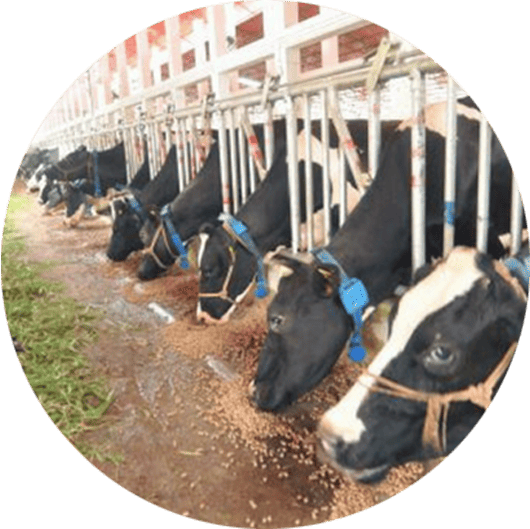 Fisheries, Dairy Farming & Livestock
