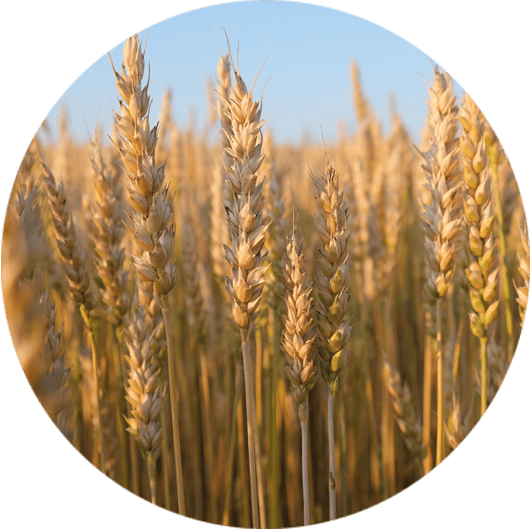 Grains - Rice/Wheat/Maize