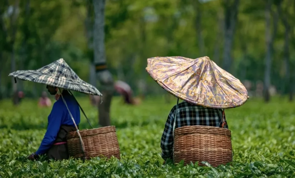 असम का वो शहर जिसे दुनिया कहती है चाय Capital, क्या है इसकी अनसुनी कहानी, जिसने सिखाई सबको चुस्की लगानी?