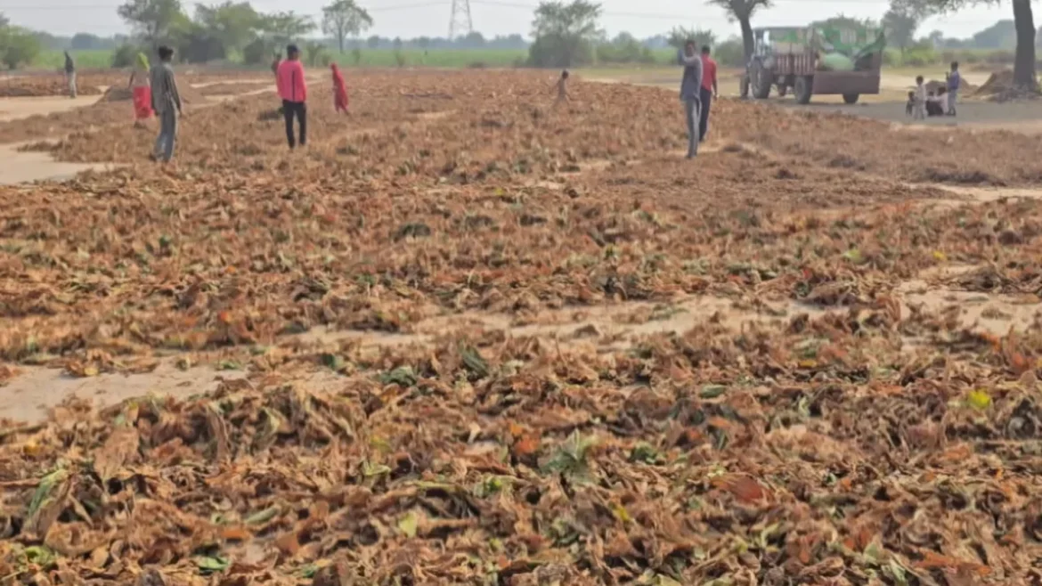 संकट में गुजरात का तंबाकू व्यापार: भारी टैक्स और उत्पादन खर्च के चलते व्यापारियों ने दी काम बंद करने की चेतावनी