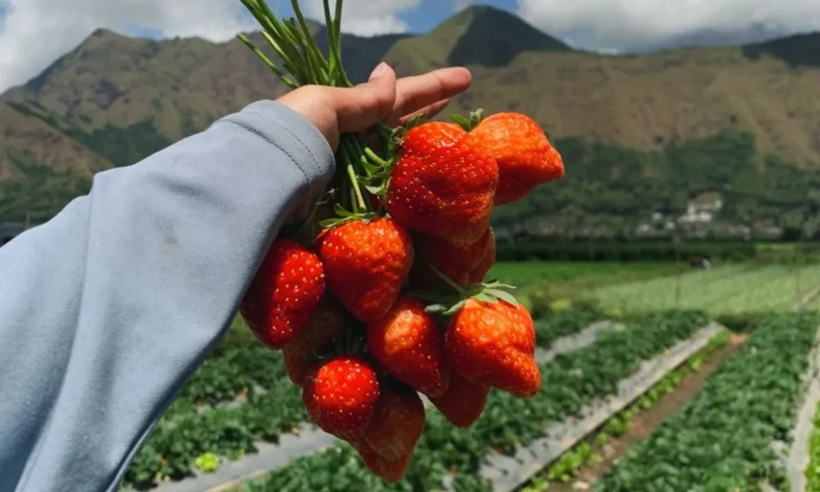 भारत की इस हसीन वादी में मिलता है सबसे मीठा और सुकून भरा एहसास, आपको भी हो जाएगा स्ट्राबेरी केपिटल के प्यार