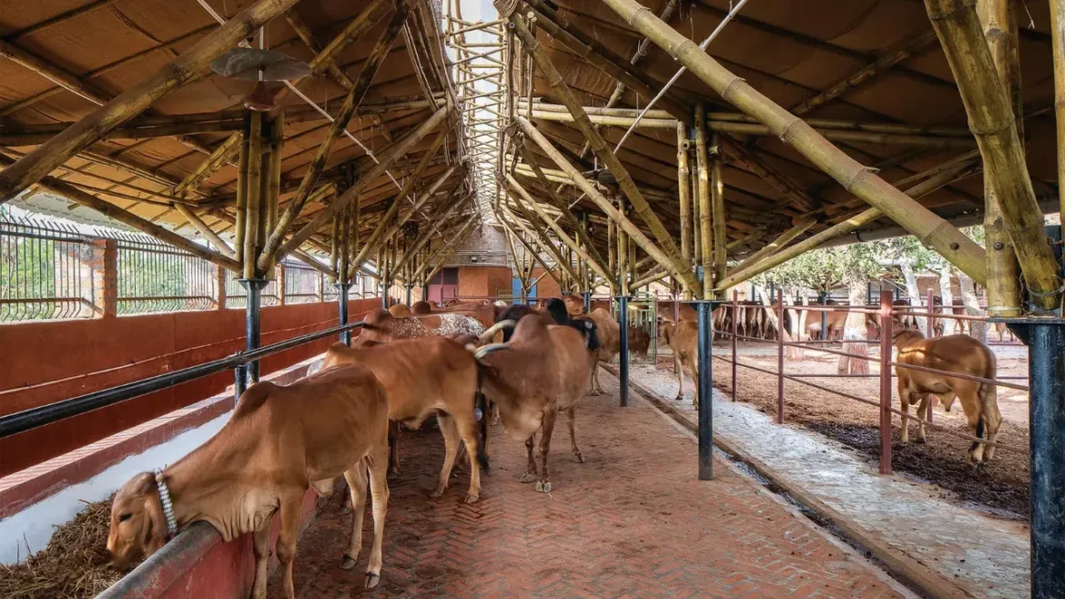 यूपी में बने 7500 से ज्यादा गोआश्रय स्थल, हर जिले में गो संरक्षण समितियों का गठन, DM और SSP बने नोडल अफसर