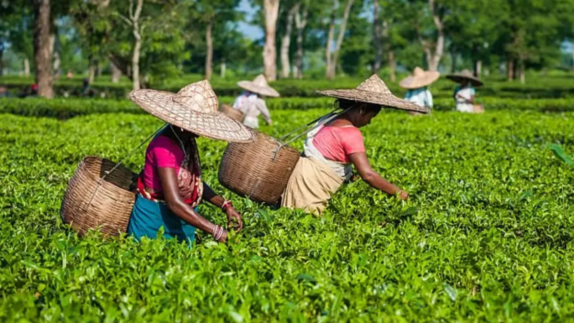 चाय उद्योग में खुशी: एक साल और बढ़ी 'प्रधानमंत्री चाय श्रमिक प्रोत्साहन योजना', बच्चों के कल्याण पर जोर