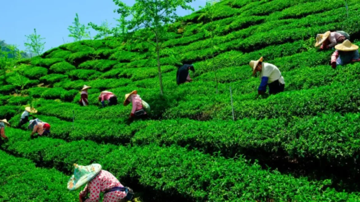 संकट में भारत का चाय बागान: लागत में वृद्धि और श्रम की कमी ने तोड़ी मालिकों की कमर, लाखों रोजगारों पर खतरा