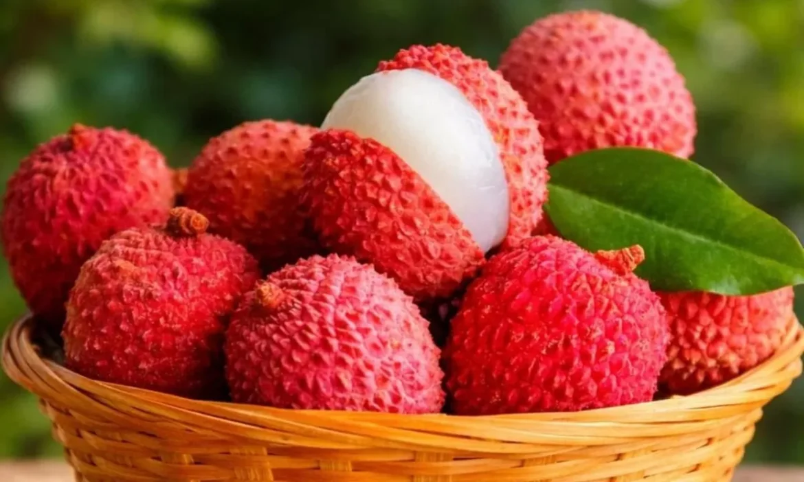 भारत के इस शहर को कहते हैं Litchi Capital, जानें क्यों यहां की मिट्टी में लिखी जाती है दुनिया की सबसे मीठी कहानी!