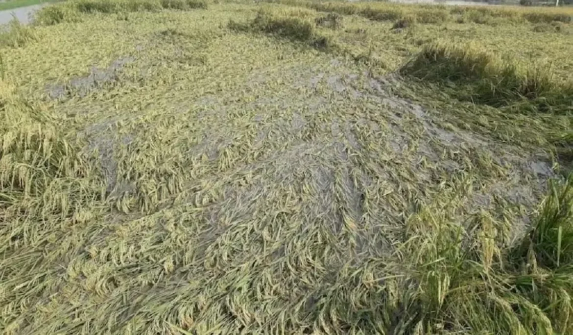 Shamli Rain Damage Crop (1)