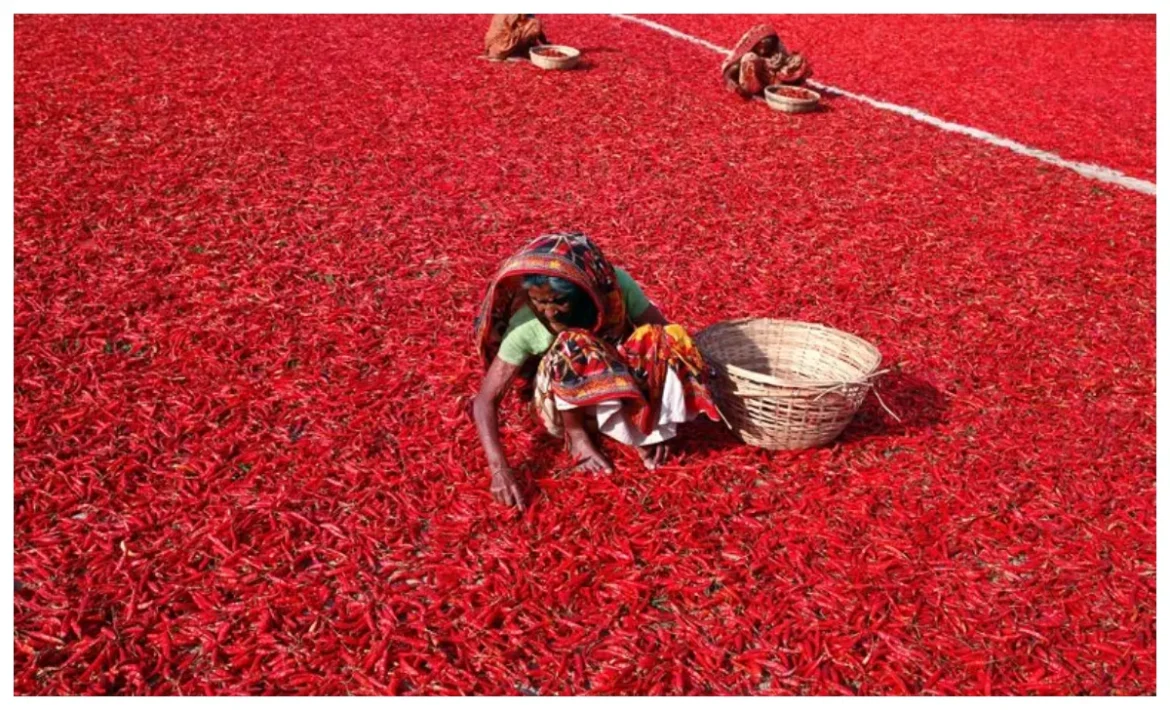 भारत की Chilli Capital, जहां की हवा में भी है 'आग', इस शहर के बिना अधूरा है आपके किचन का स्वाद!