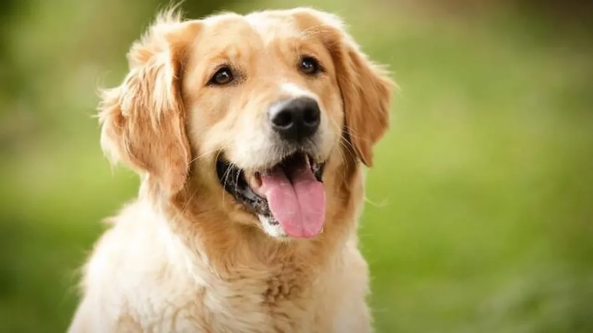 अचानक कुत्ते की आवाज में भौंकने लगा किशोर, बैठने से लेकर चलने तक का बदला अंदाज, दहशत में परिवार