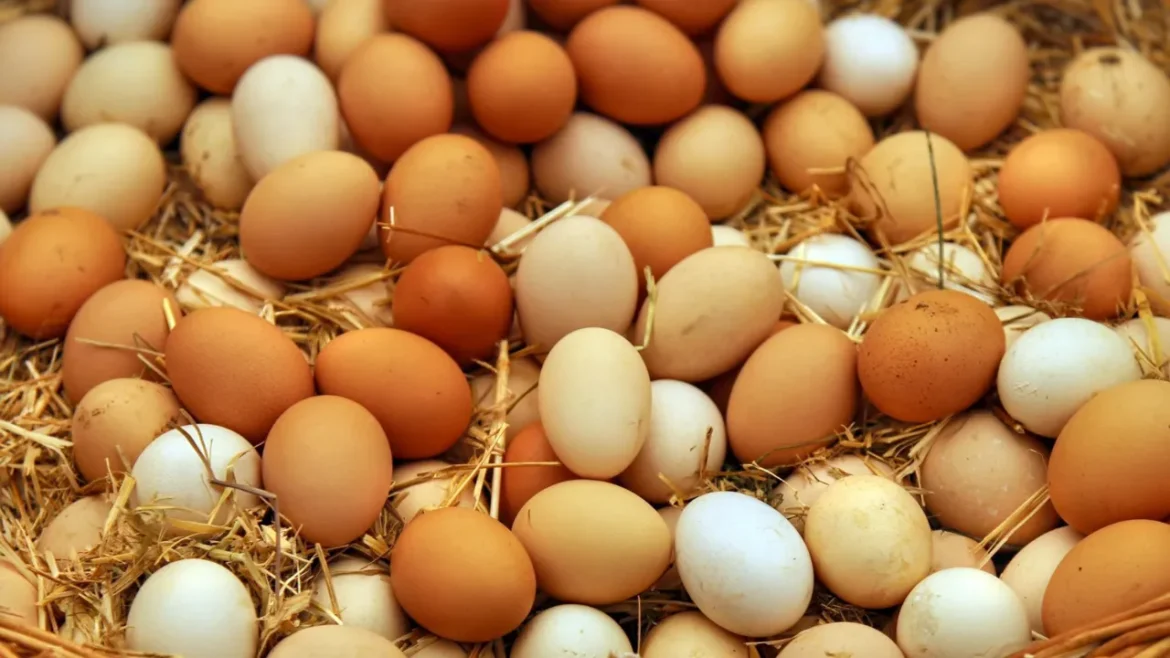 जनता की सेहत से खिलवाड़ बंद: यूपी में अब अंडों पर भी होगी 'एक्सपायरी डेट', 1 अप्रैल से नया नियम लागू
