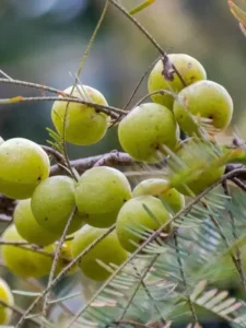 Which Indian state known King of Amla