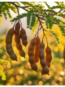 India produces largest amount tamarind