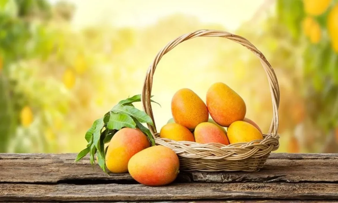 आमों का राजा 'हापुस' क्यों है इतना खास? जानिए किस शहर के Alphonso Mango का दुनिया भर में बजता है डंका