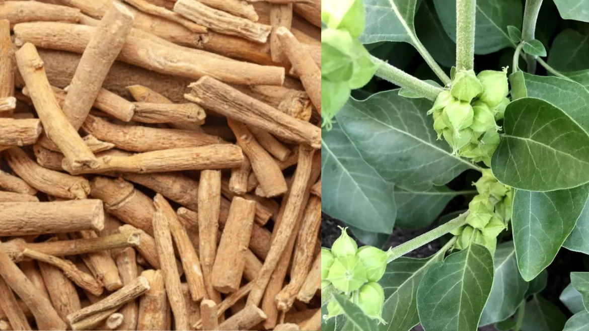 Ashwagandha
