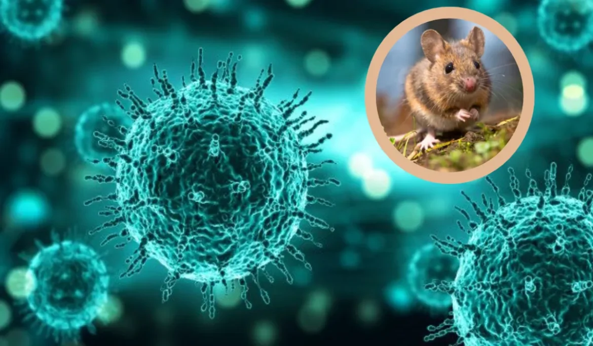 Hantavirus Explainer