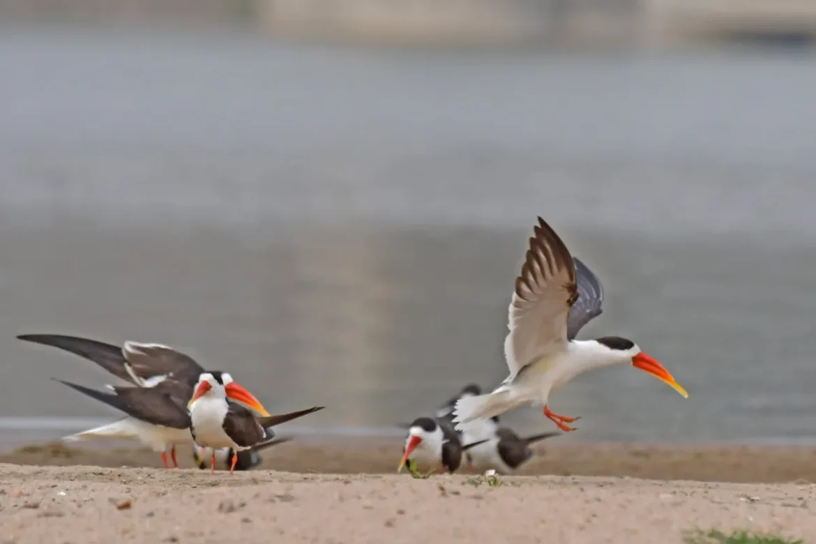 Indian Skimmer Bird