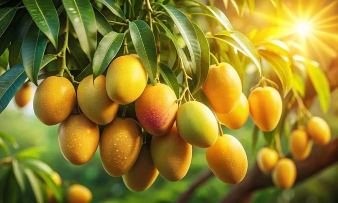 दुनिया की Mango Capital कहलाता है भारत का ये शहर, यहां की हवा में भी घुली रहती है आम की मिठास