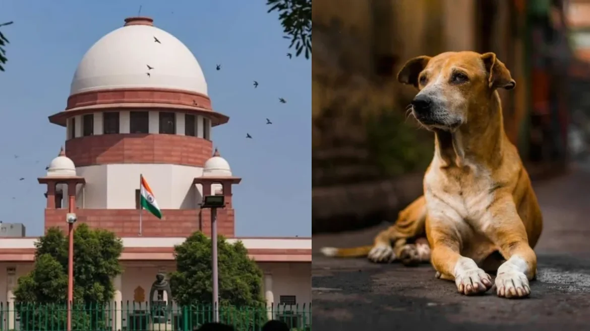 SC on Stray Dogs Plea
