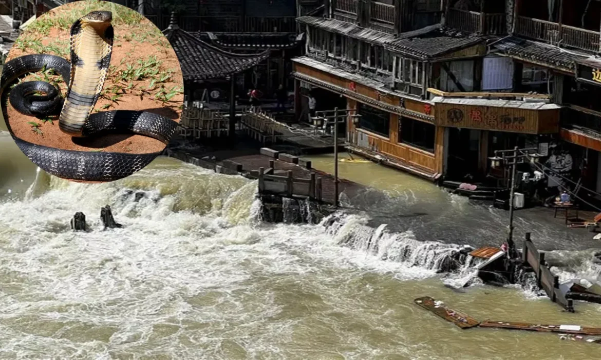 चीन में सड़कों पर तैर रहे 900 जहरीले सांप, 20 लोगों की मौत, इतिहास की सबसे खौफनाक बाढ़, मची त्राहि-त्राहि