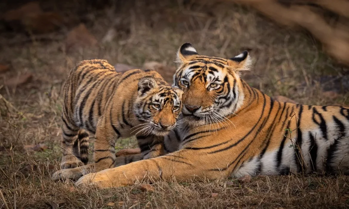 Global Tiger Day