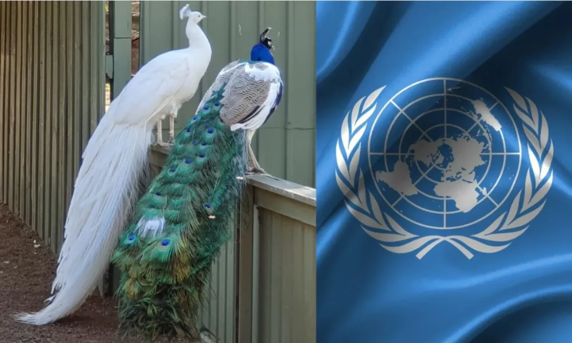 India Gifted Five Peacock