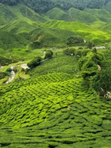 magnificent place in East India