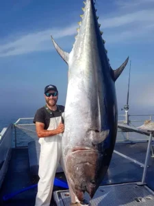 Bluefin Tuna