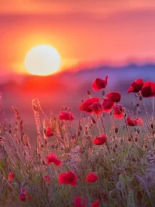 Sunrise (1)